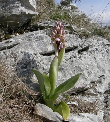 Barlia robertiana in Valdelsa